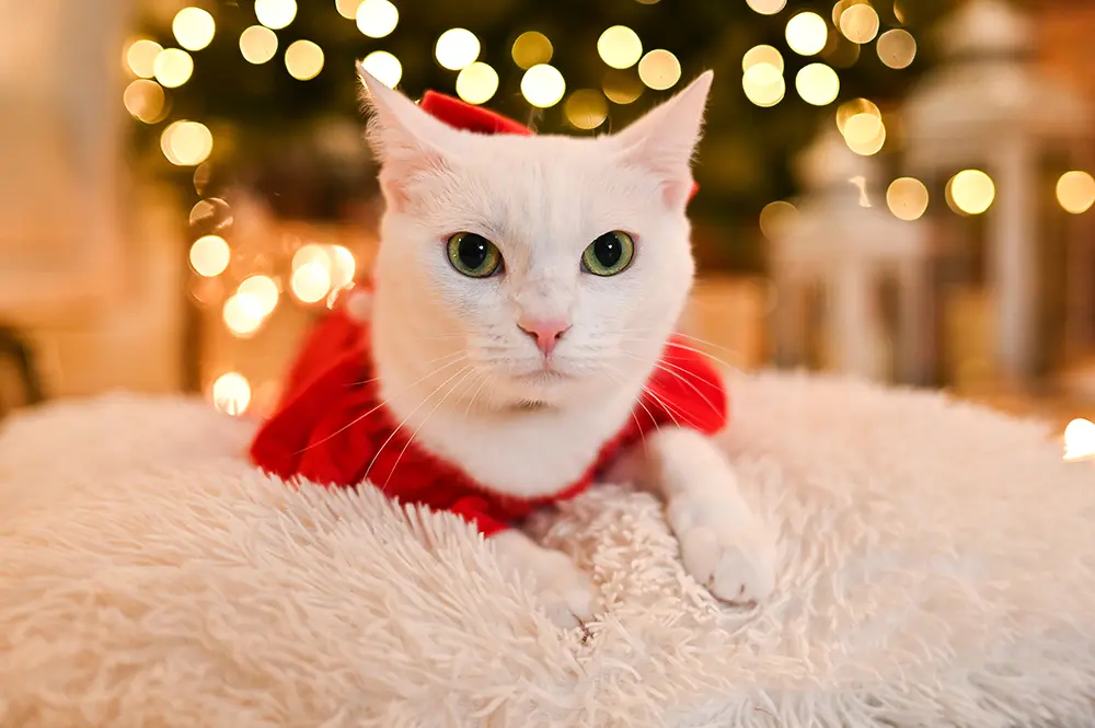 Sedinte foto Craciun Bucuresti Pret