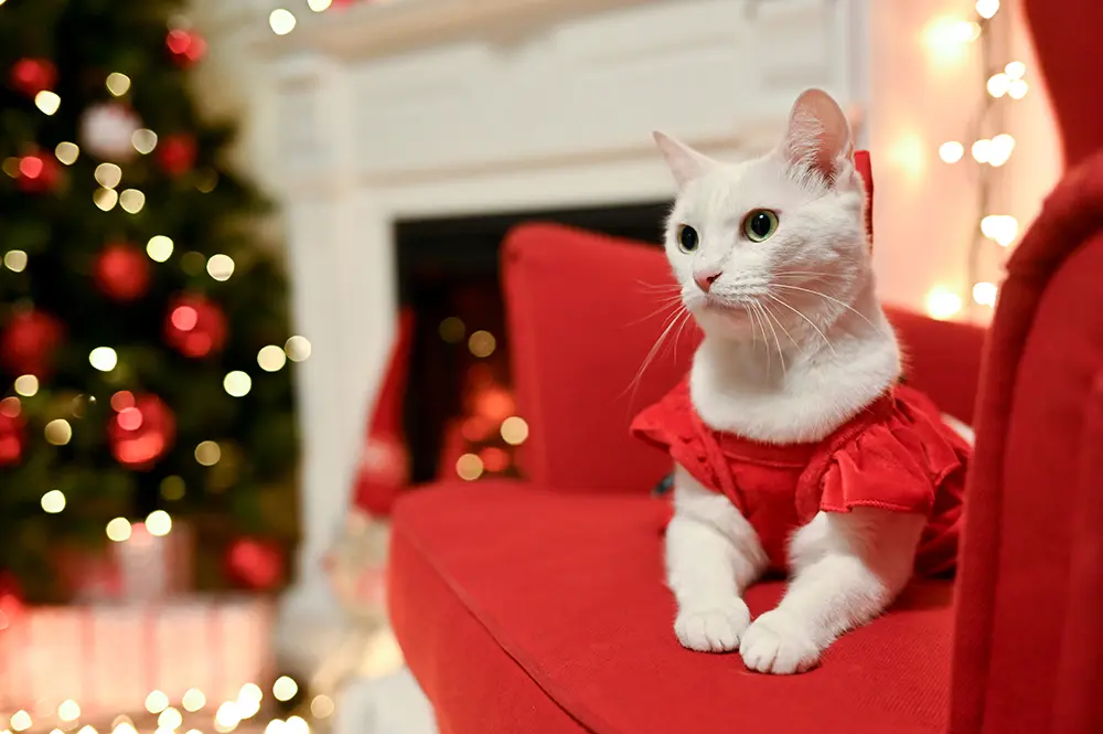 Pisica in decor de Craciun