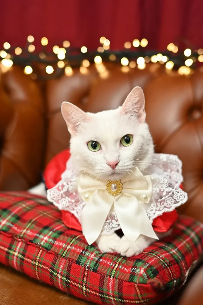 Pisica in decor de Craciun